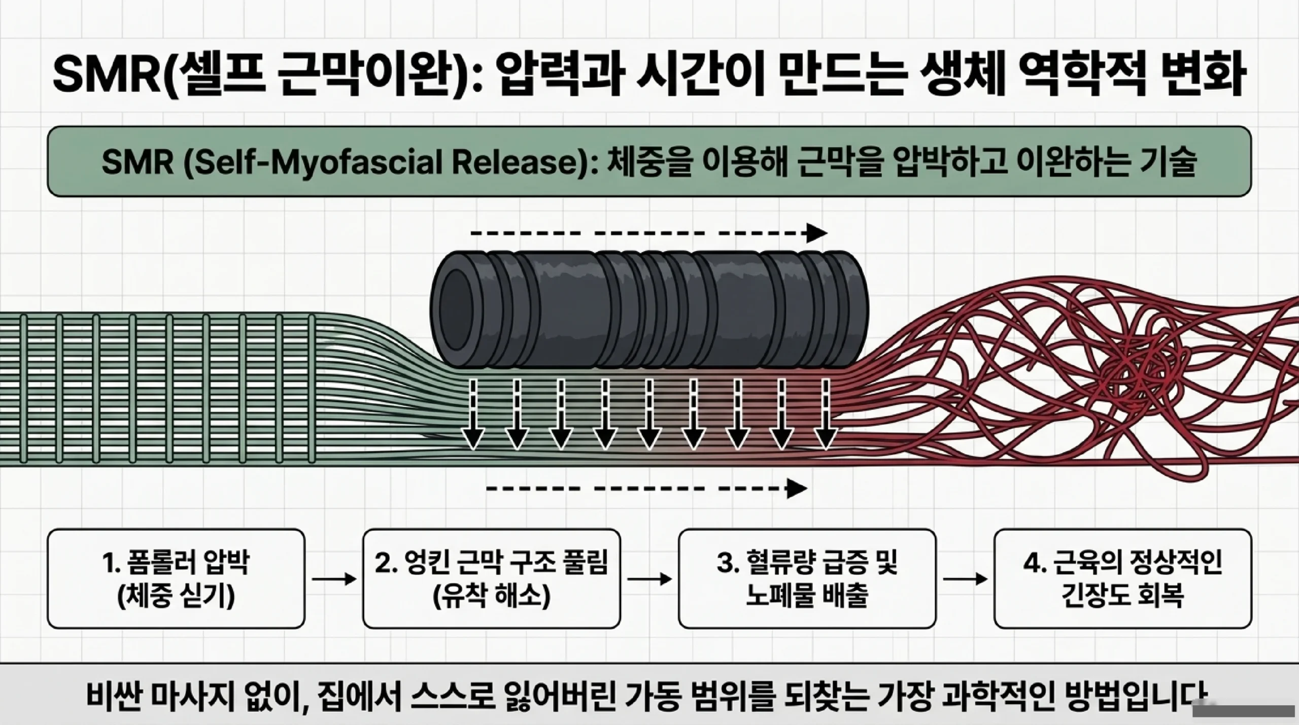 SMR 셀프 근막이완 원리 — 폼롤러 압박이 유착을 풀고 혈류를 회복시키는 과정