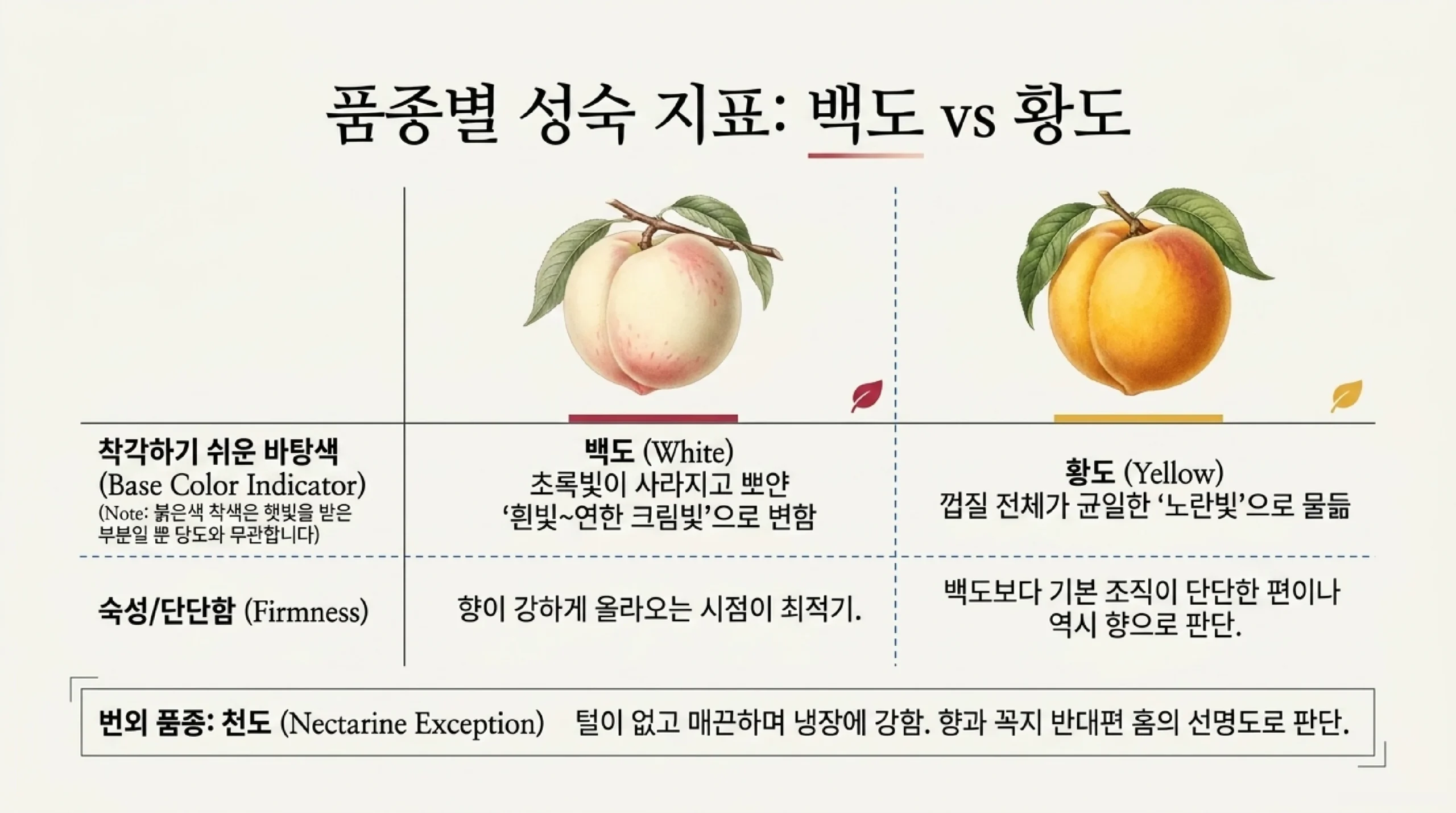복숭아 고르는 법 — 향기·아래쪽 색깔·만지지 말아야 하는 이유