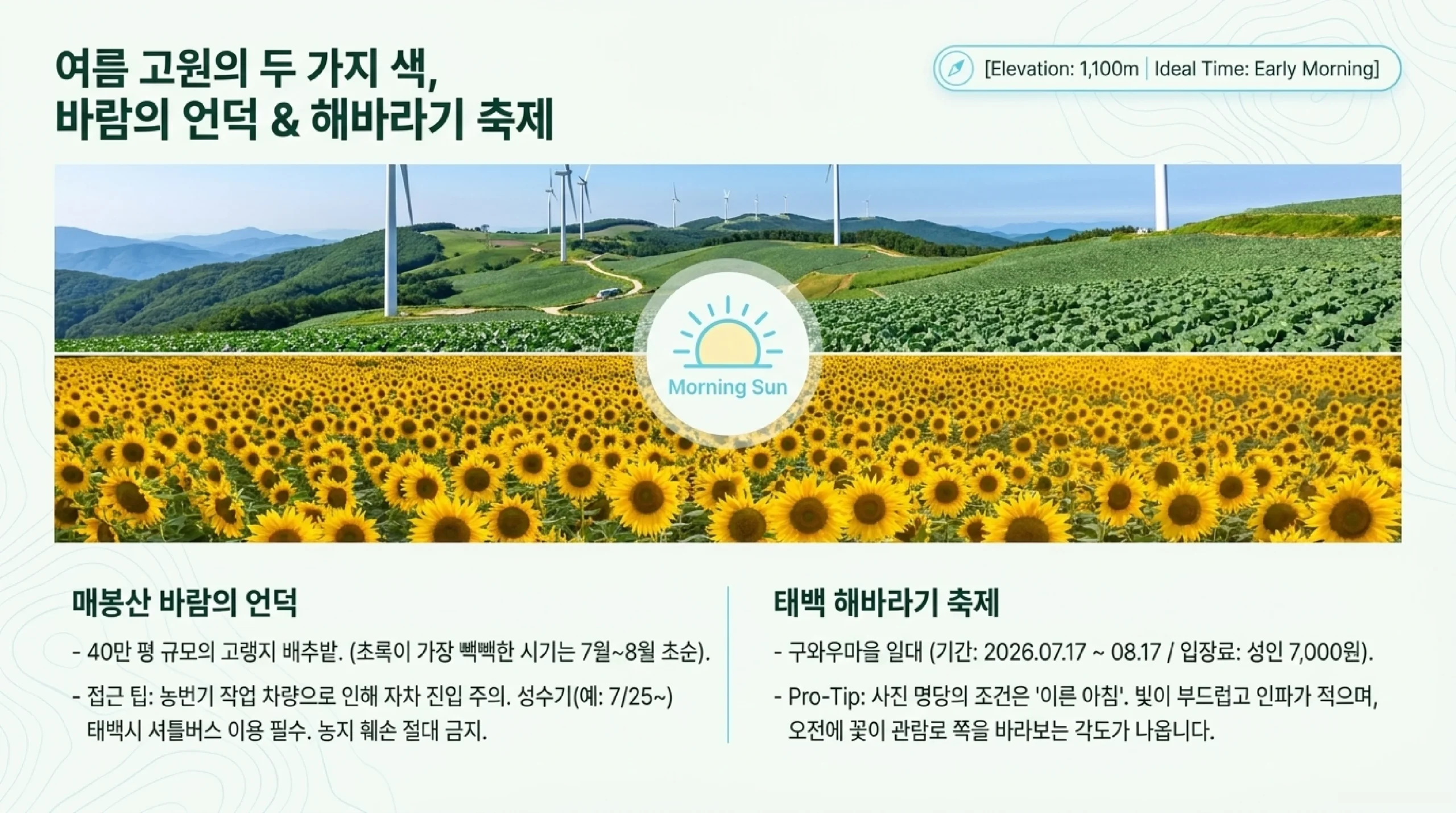 매봉산 바람의 언덕과 태백 해바라기 축제 — 해발 1100미터 고랭지 배추밭 40만 평과 풍력발전기, 축제 7월 17일부터 8월 17일까지 성인 7천 원