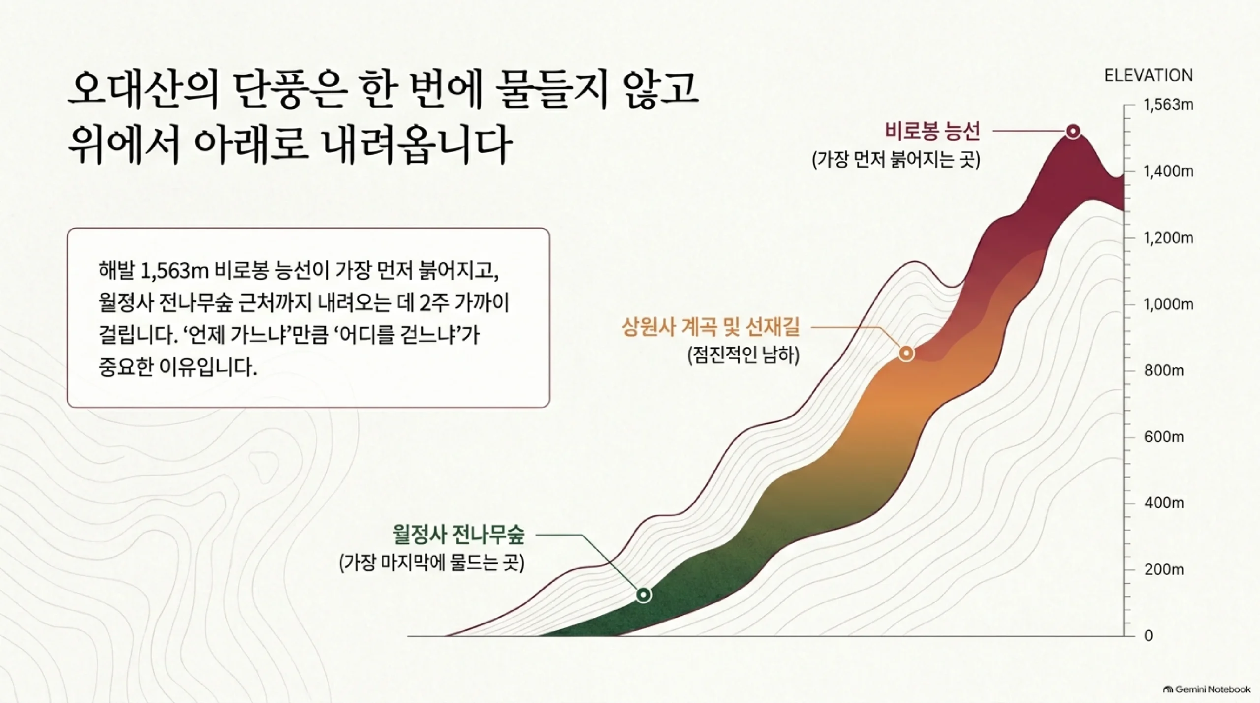 오대산 단풍이 위에서 아래로 내려오는 모습 — 해발 1,563m 비로봉 능선이 가장 먼저 붉어지고 상원사 계곡과 선재길을 거쳐 월정사 전나무숲이 가장 마지막에 물들며, 내려오는 데 2주 가까이 걸린다는 고도별 그래프