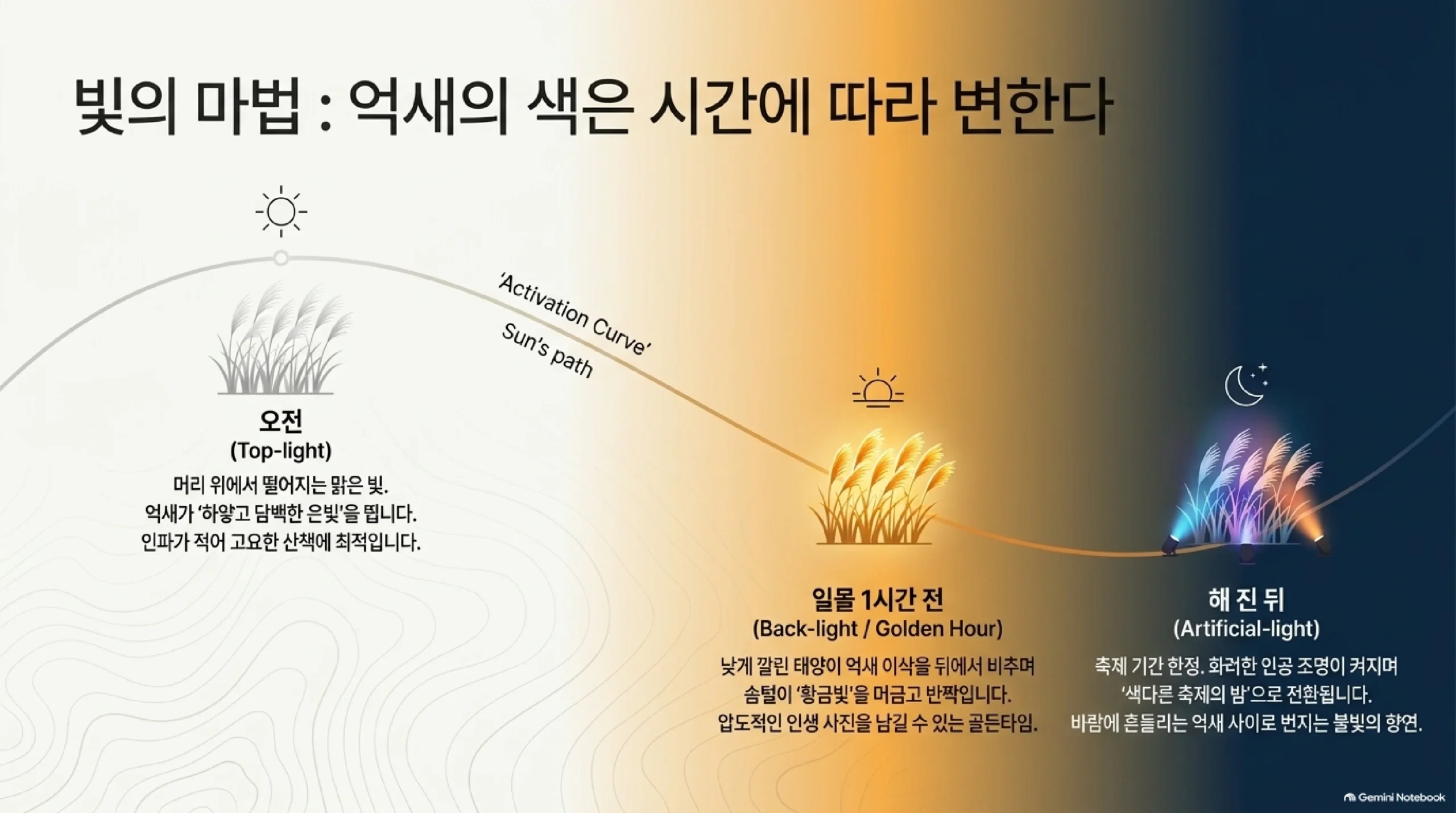 시간대별 억새 색 변화 — 오전에는 위에서 비치는 빛에 하얗고 담백한 은빛, 일몰 1시간 전에는 낮게 깔린 햇빛이 이삭을 뒤에서 비춰 금빛으로 반짝이는 사진 골든타임, 해 진 뒤에는 축제 기간 조명이 켜져 불빛이 번지는 억새밭이 된다는 그림