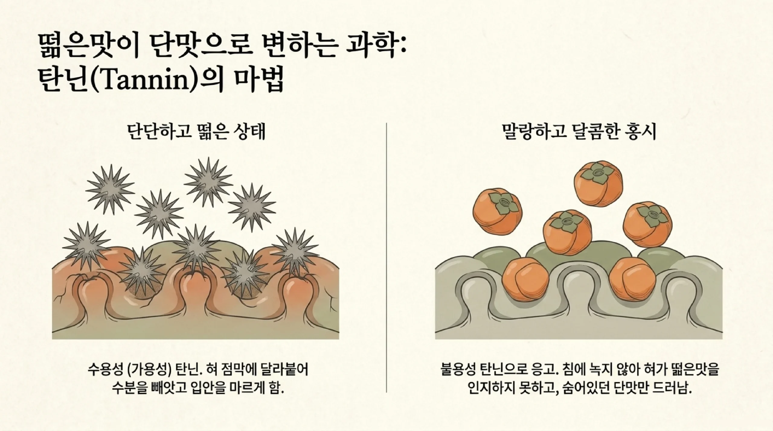 떫은맛이 단맛으로 바뀌는 원리 — 단단한 떫은감에서는 물에 녹는 가용성 탄닌이 혀 점막에 달라붙어 입안을 마르게 하고, 말랑하게 익은 홍시에서는 탄닌이 물에 녹지 않는 형태로 굳어 떫은맛 없이 단맛만 남는다는 비교 그림