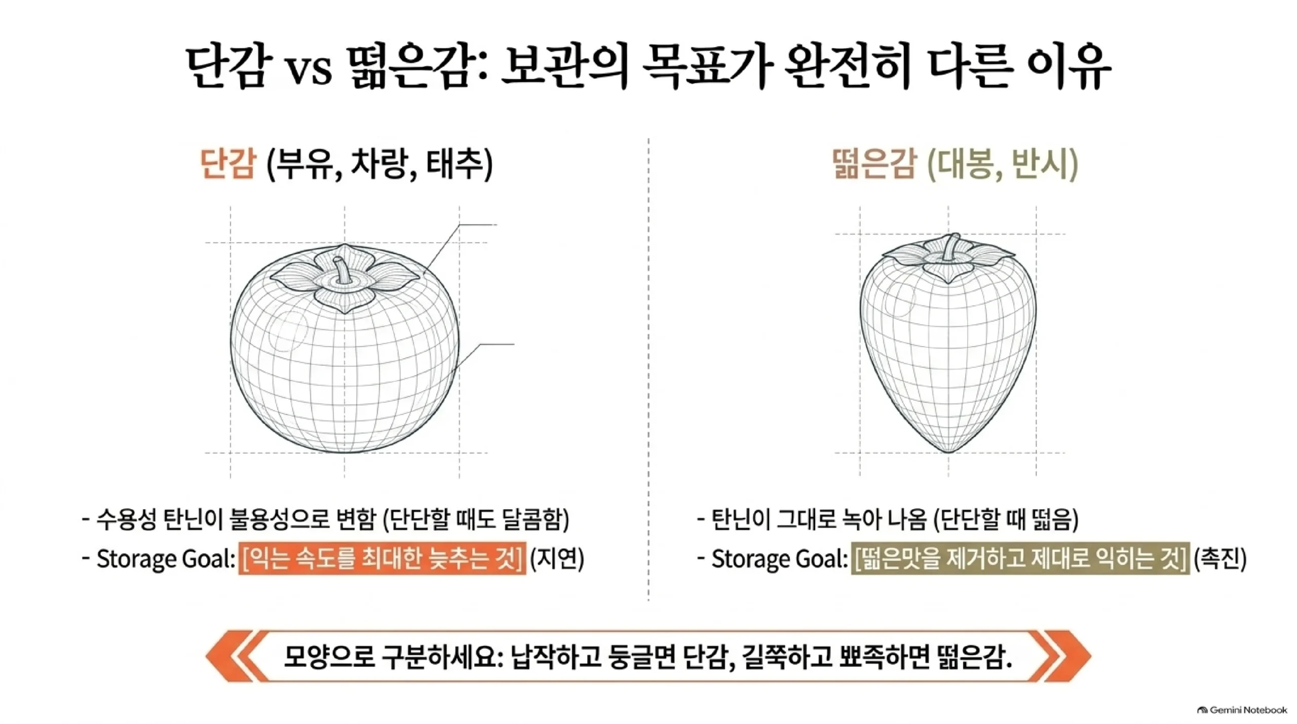 단감과 떫은감 비교 — 납작하고 둥근 단감(부유·차랑·태추)은 탄닌이 녹지 않는 형태로 바뀌어 단단할 때도 달아 익는 속도를 늦추는 게 보관 목표이고, 길쭉하고 끝이 뾰족한 떫은감(대봉·반시)은 탄닌이 녹아 나와 떫은맛을 빼며 익히는 게 목표라는 그림