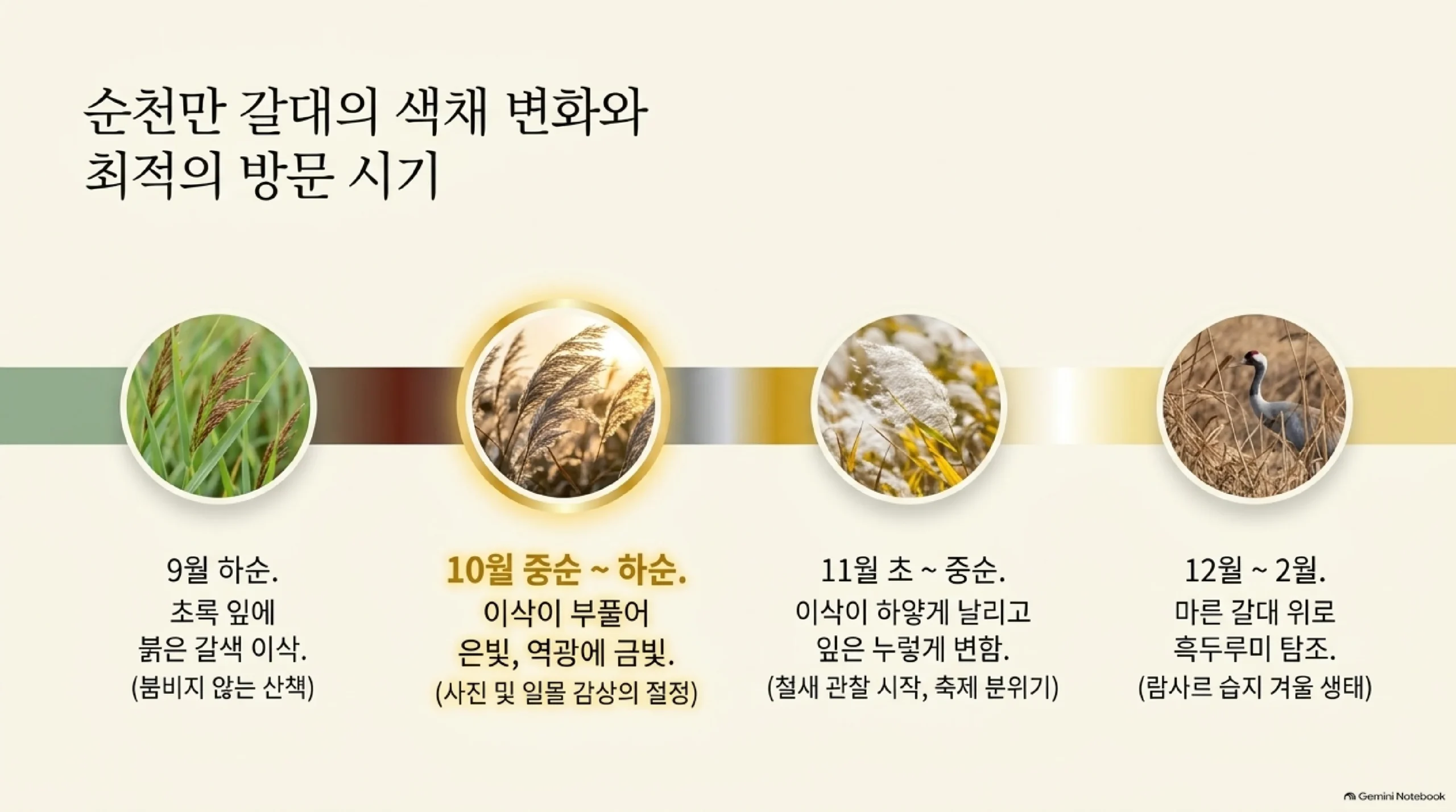 순천만 갈대의 색 변화와 방문 시기 — 9월 하순 초록 잎에 붉은 갈색 이삭, 10월 중순~하순 이삭이 부풀어 은빛과 역광에 금빛으로 빛나는 사진·일몰의 절정, 11월 초~중순 이삭이 하얗게 날리고 철새 관찰 시작, 12월~2월 마른 갈대 위 흑두루미 탐조를 시기별로 보여 주는 그림